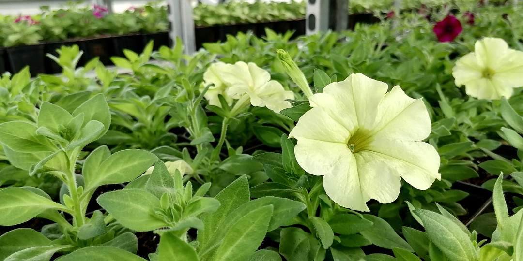 Эти средства из аптеки помогут вашей рассаде цветов быть крепкой и здоровой