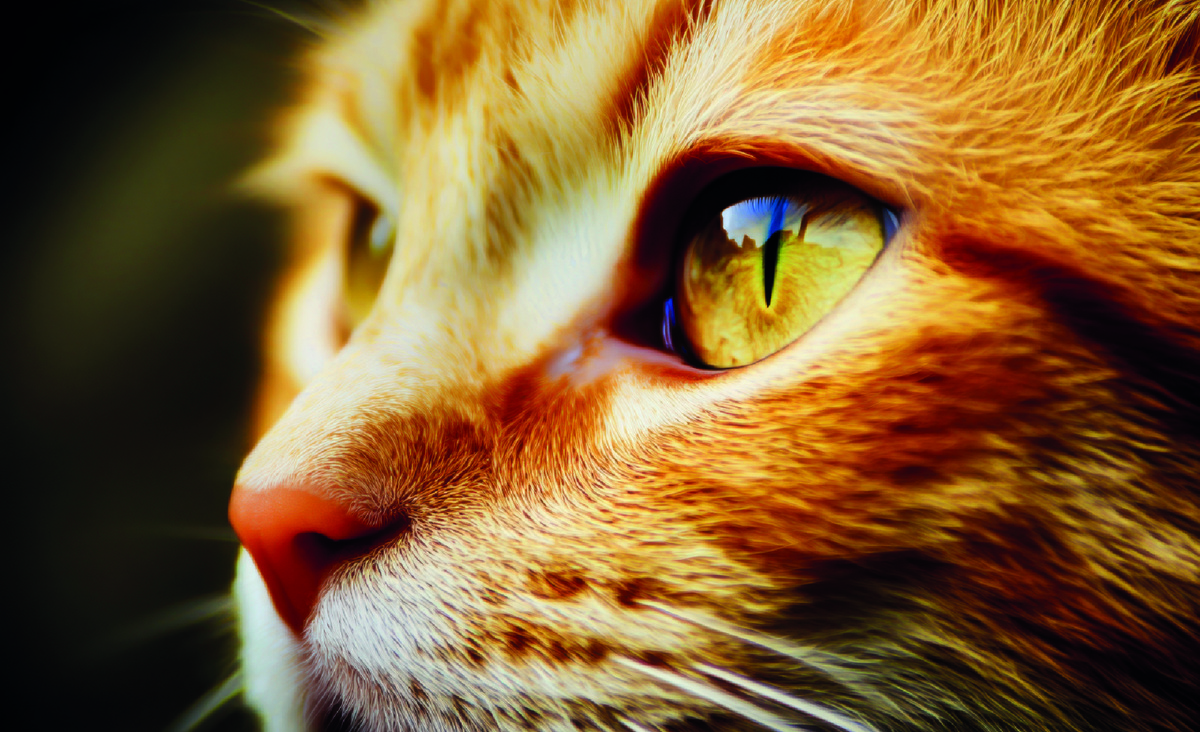 Фото: Vecteezy.com, Wannapong Phobklang.