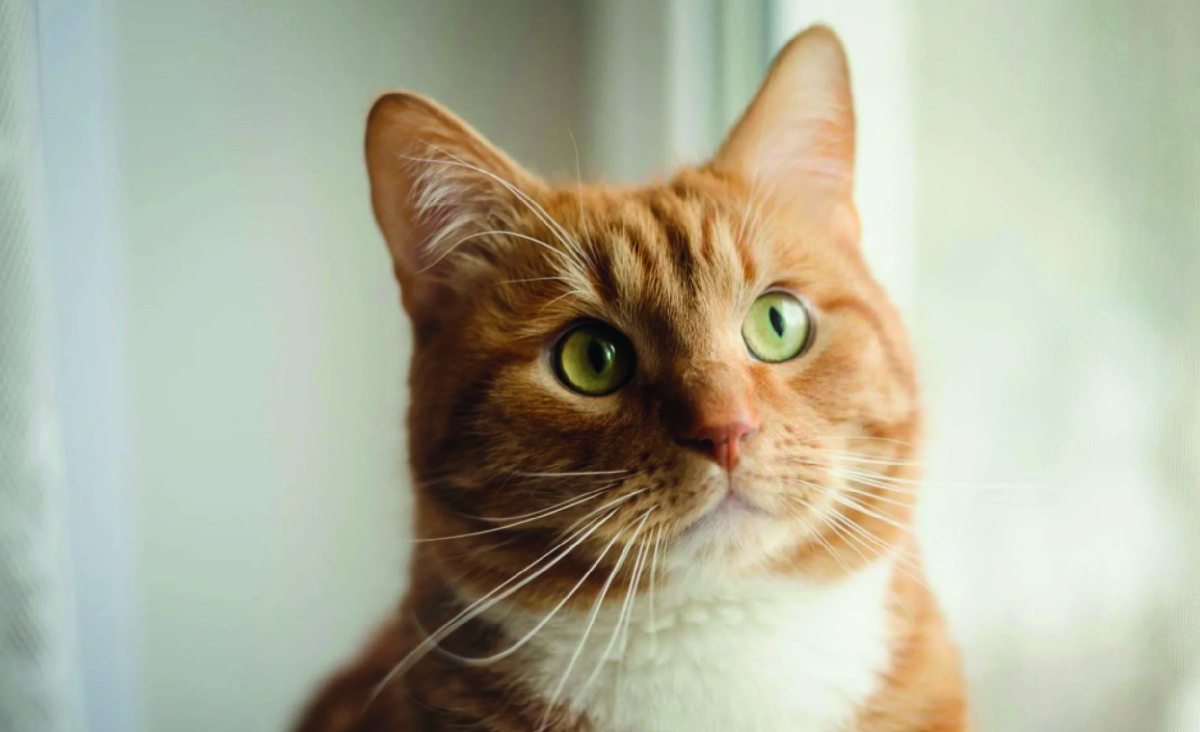 Фото: Unsplash.com.