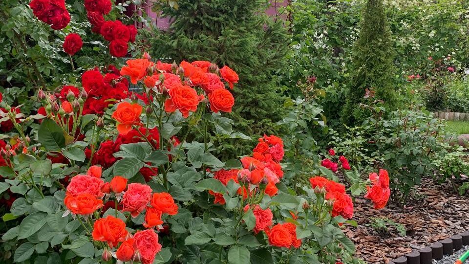 Яркие, как апельсинки! Обзор 6-ти оранжевых роз в нашем саду.