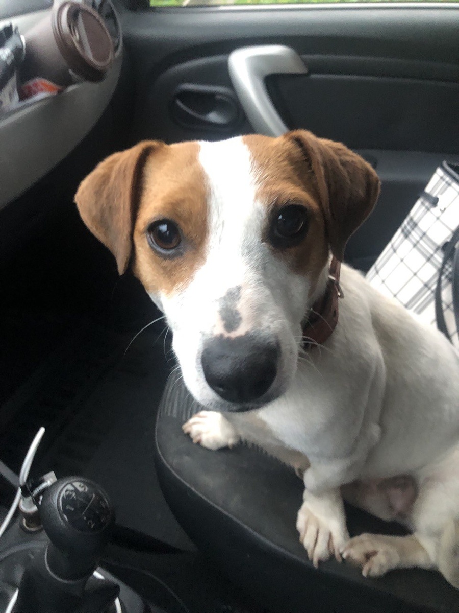    Зоопарк под Донецком: жизнь под обстрелами