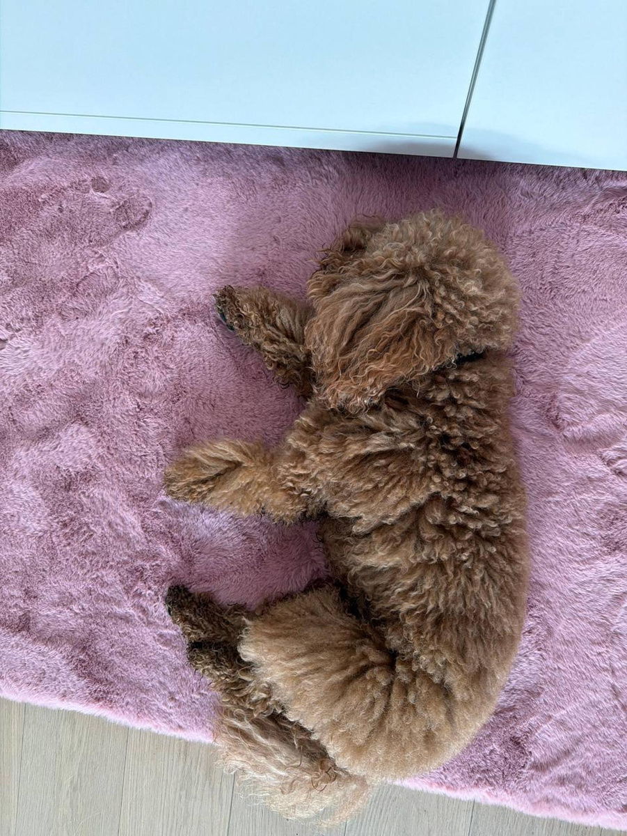    Пёс Надежды Сысоевой. Фото: ТГ-канал sysoevatg