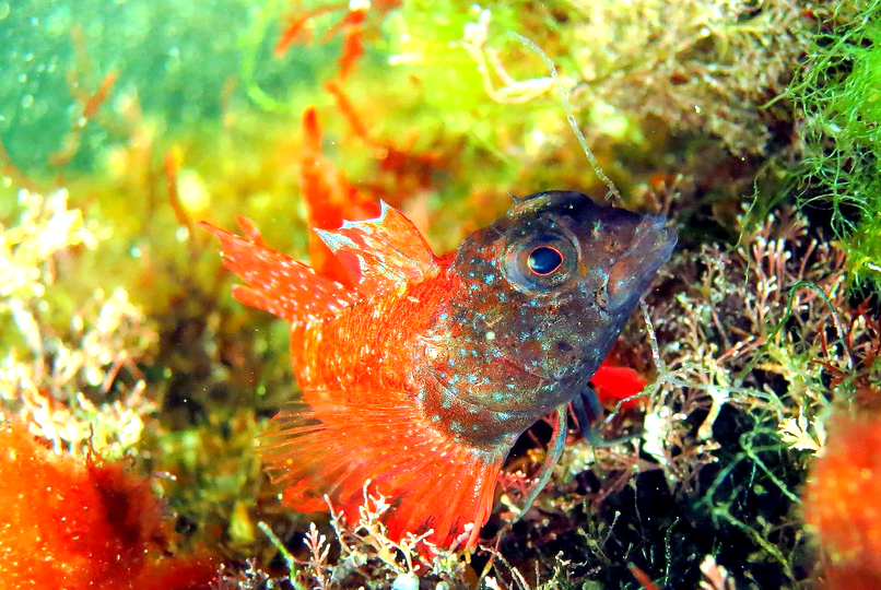 Черноголовый троепёр