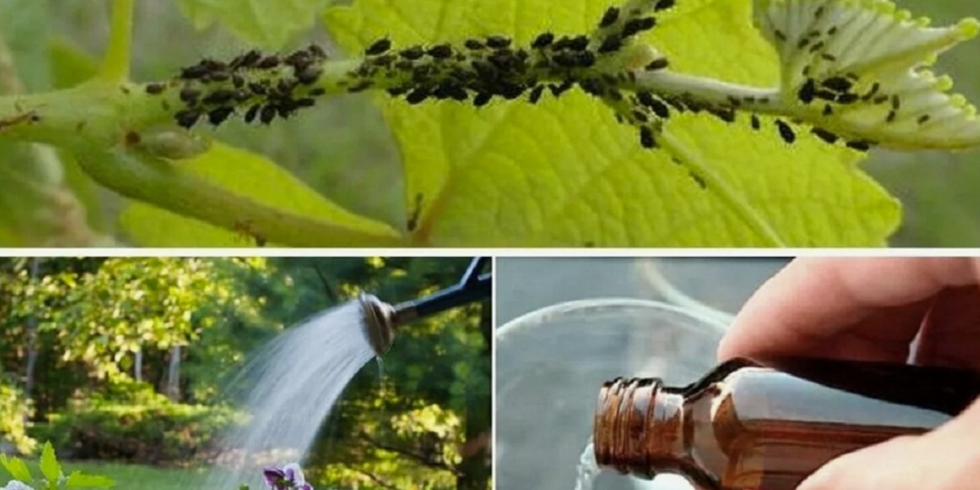 «Тля сбежала и не возвращается»: Старинный способ из СССР, как надолго избавиться от вредной тли