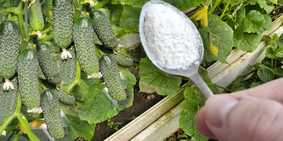 Огурцы не желтеют и плодоносят до заморозков, если добавить в лунку всего 1 ингредиент. Проверено на 20 кустах.