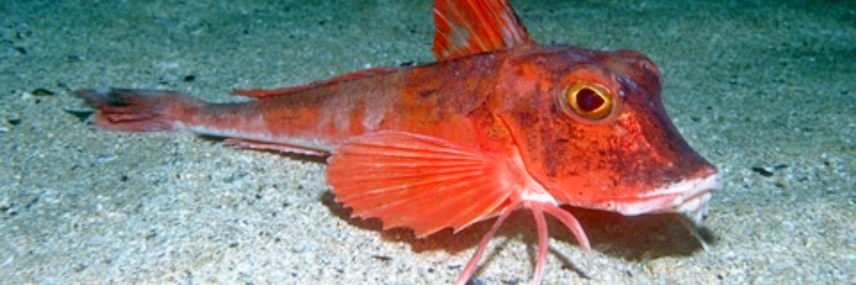 Красная тригла.