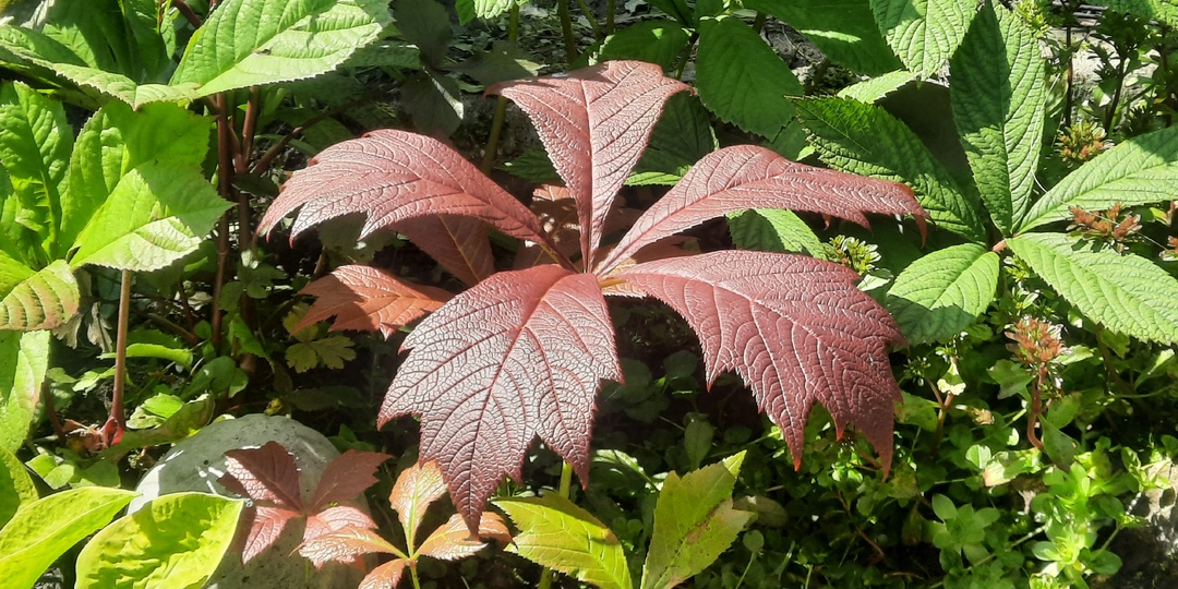 Роджерсии - растения больших тенистых садов