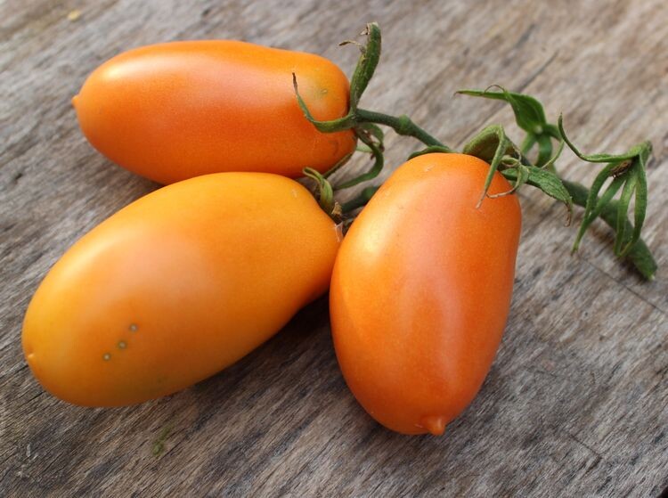 Перцевидный оранжевый