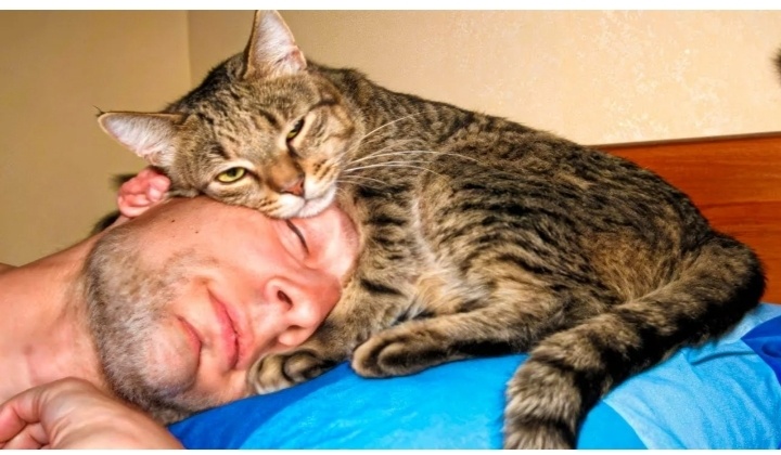 Говорите с кошкой на её языке: 7 жестов, которые заменят "Я тебя люблю"