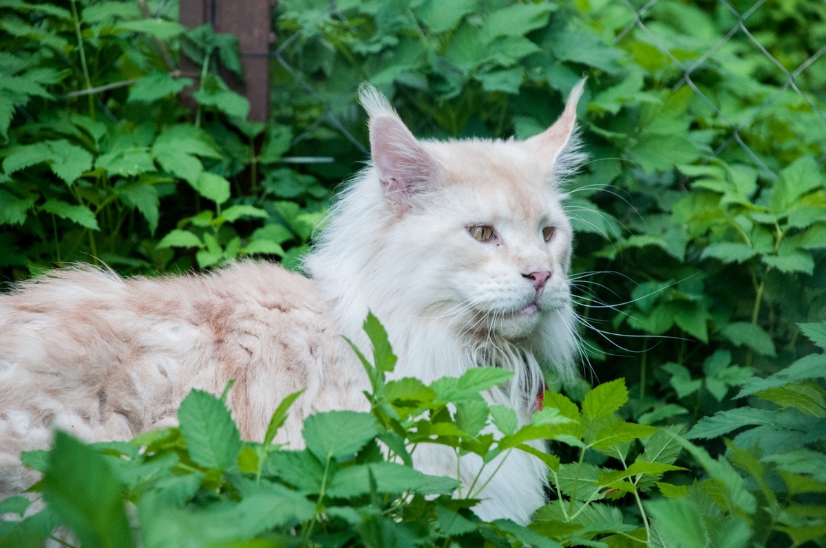 Один из главных помощничков