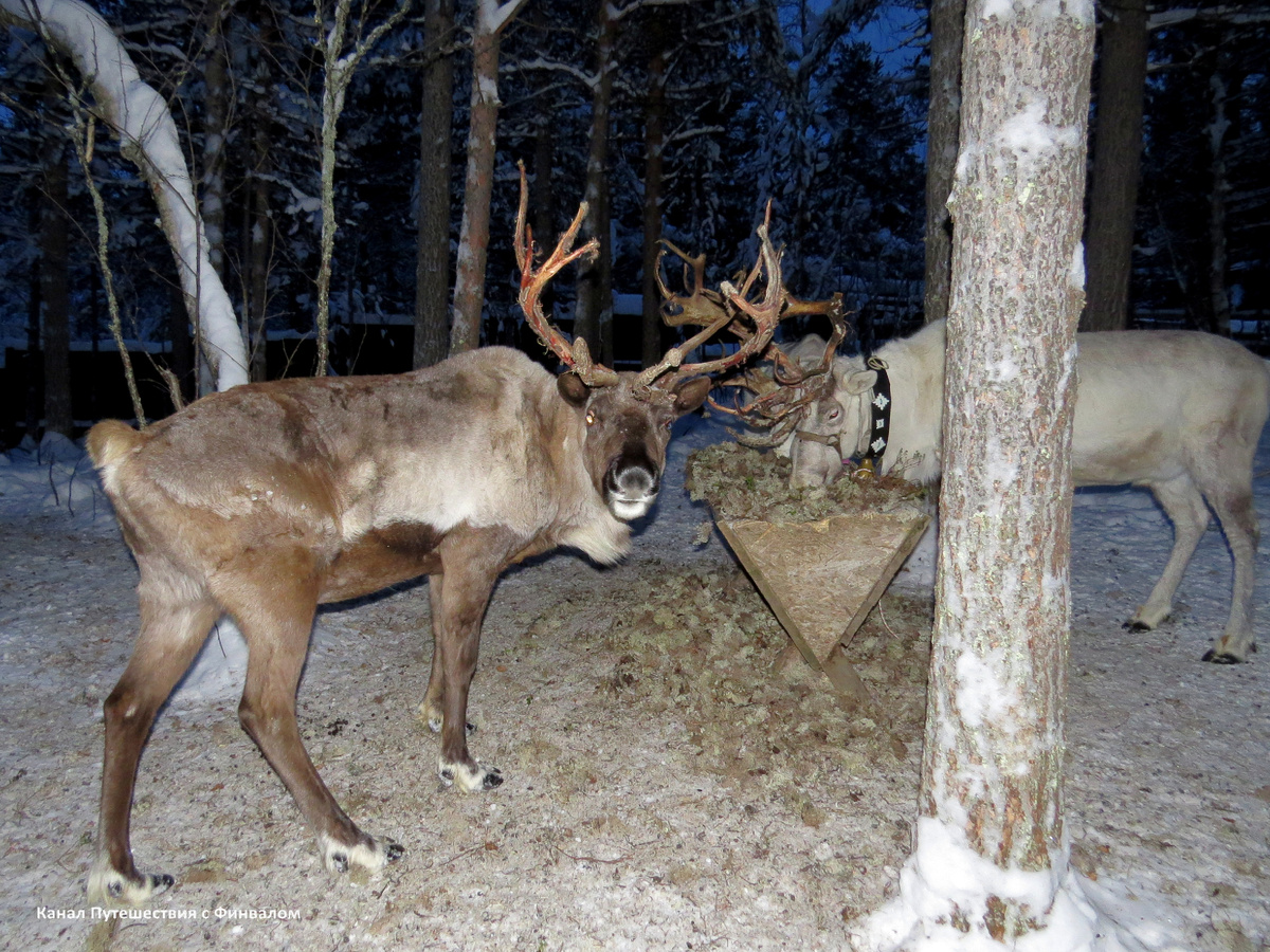 Местные олени
