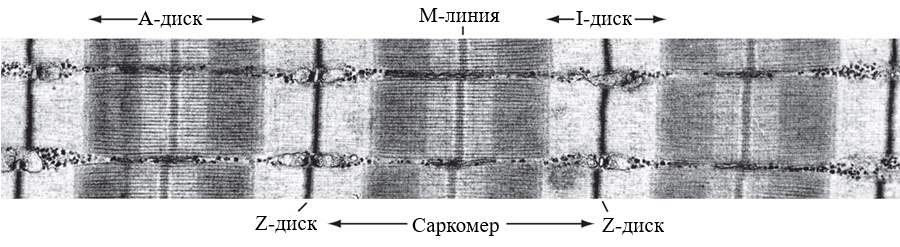 Рис. 2. Электронномикроскопическая фотография саркомера – структурно-функциональной единицы мышечного сокращения