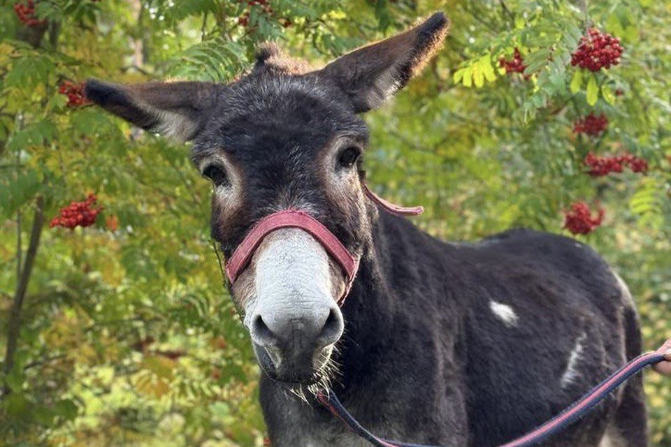    Перевозивший снаряды в зоне СВО ослик Жорик поселился в Московском зоопарке. Фото: Московский зоопарк
