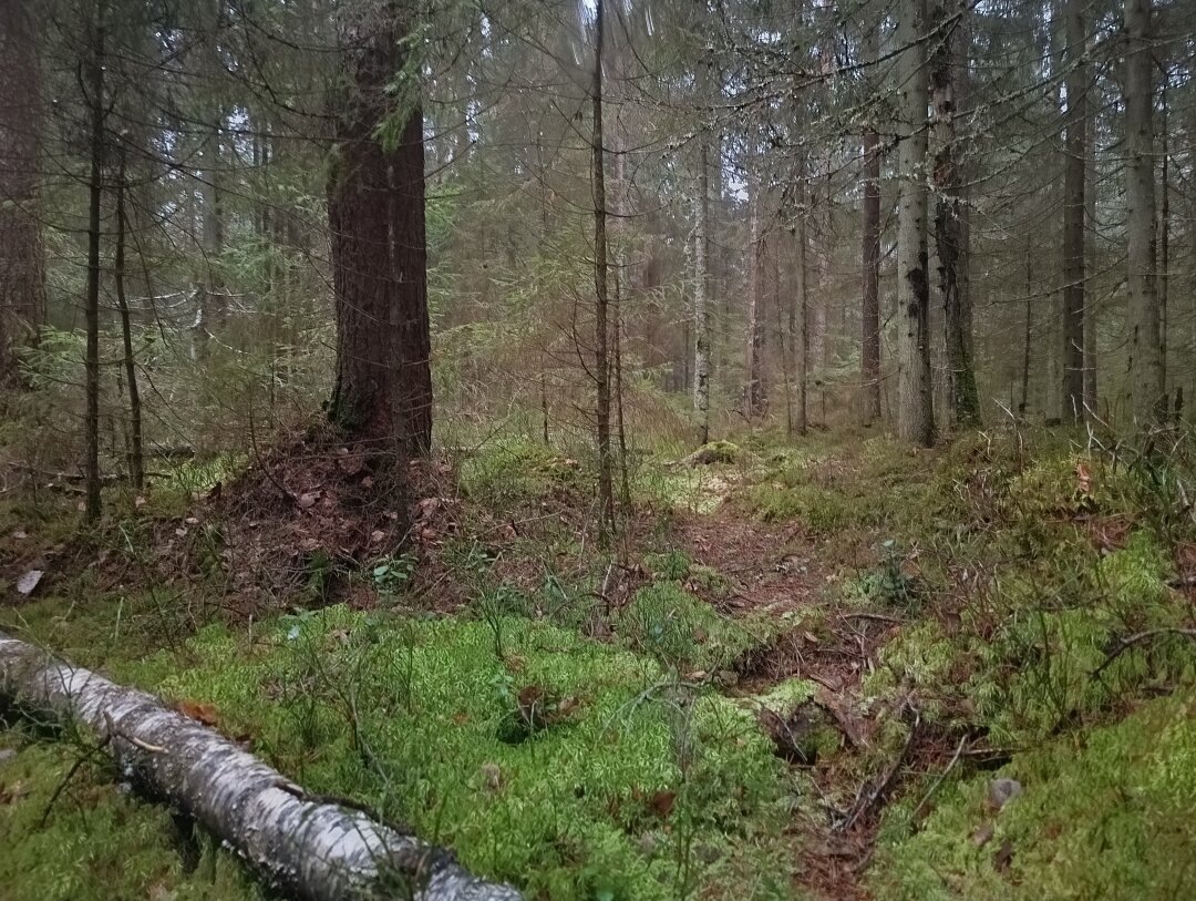    Фото: Фото: Константин Крылов (Собака.ru)