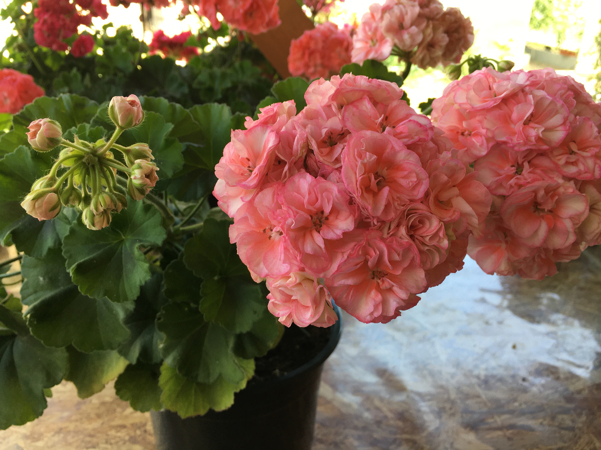 Пеларгония Jagershus Borre. Летнее цветение