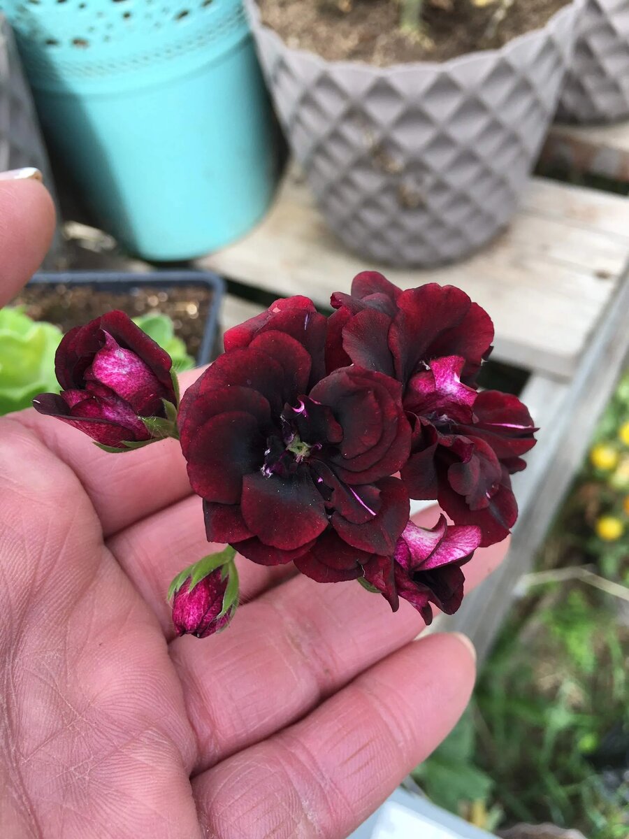 Плющелистная пеларгония Plum desert