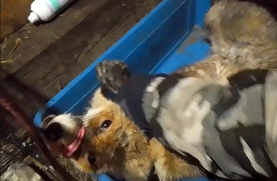    Больное животное погибло. Скриншот: ЦРДЖ «Пин и Пуф».