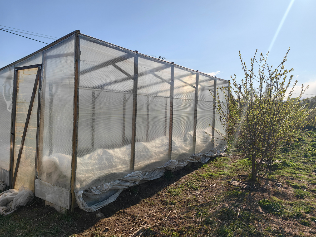 весенний майский парник с уже высаженными томатами и предполагаемыми заморозками))