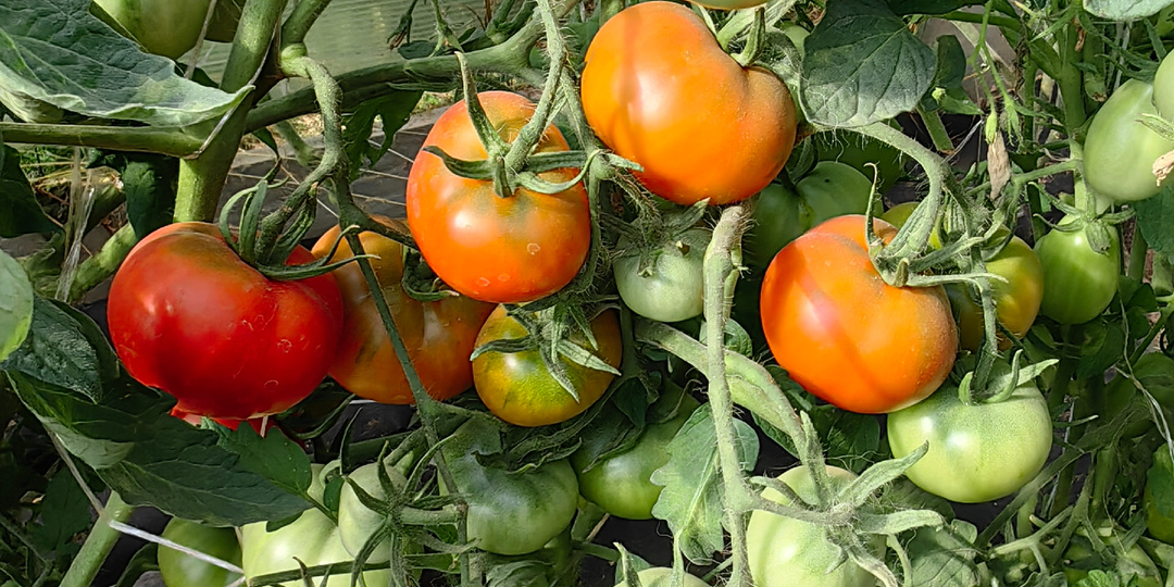 Снегирь,Снегири и собачка Лабрадор)))