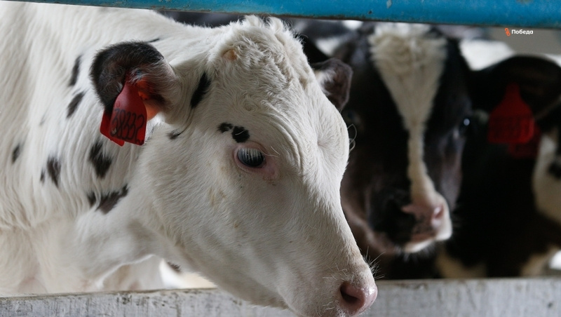    Развитие молочно животноводства на Ставрополье — одно из важных направлений работы АПК Фото: ИА «Победа26»