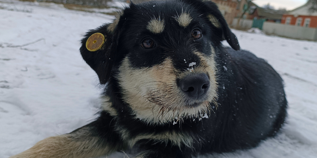 Опять про собак).