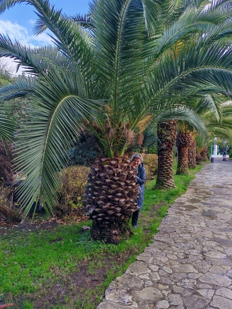 Много пальм