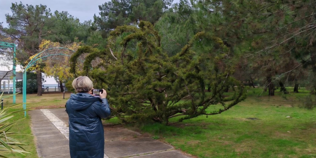 Территория "Самшитовой рощи" в Абхазии похожа на ботанический сад. Всё старательно прибирают, метут, подстригают