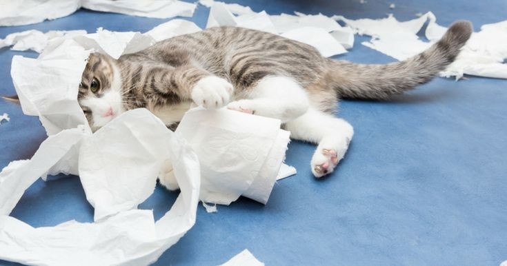 Источник: pinimg.com