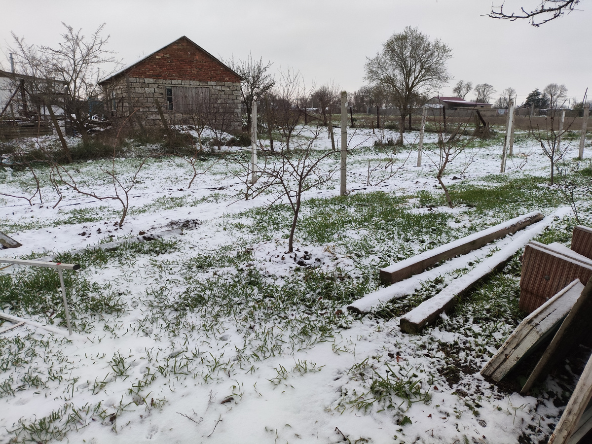 Из-за травы на винограднике кажется, что снега почти нет