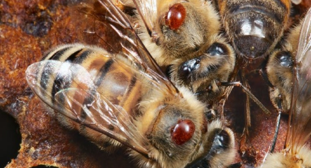 Клещ Varroa. Скорая помощь!!!