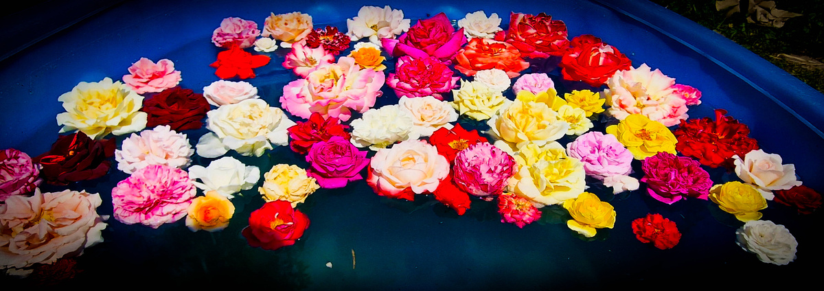 Этот снимок сделал пару лет назад - все розы, на которых были распустившиеся цветки в тот день. И ведь сохраняет фотография и ощущение того дня, и шутливо-задорное настроение создания этой плавучей композиции.