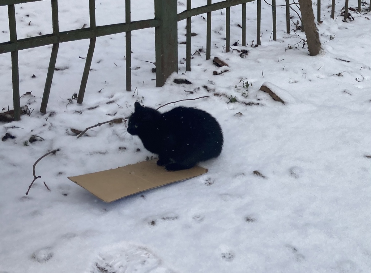 Моя Чернышка