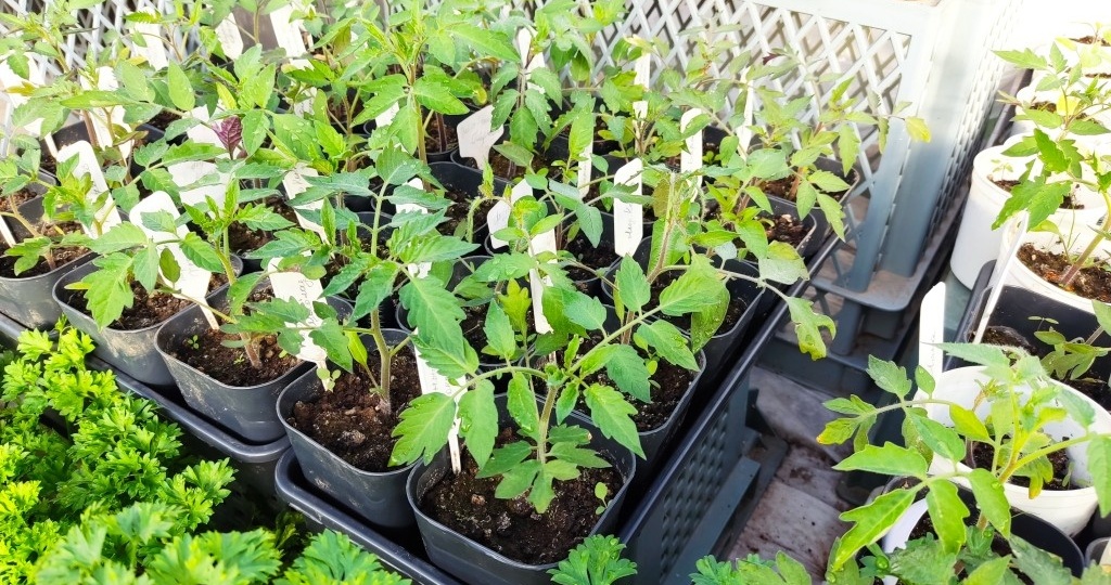 Какие удобрения нужны для рассады