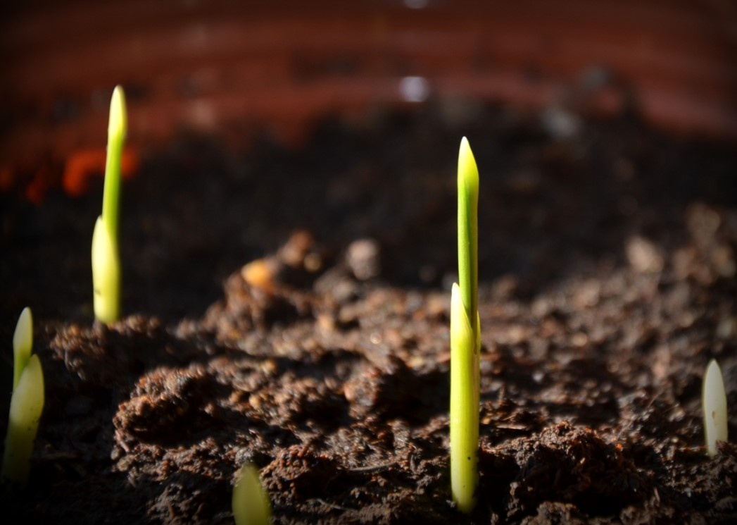 Всходы финика