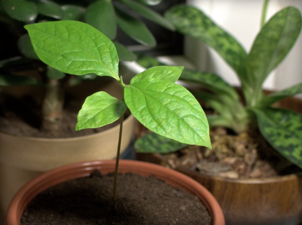 Сеянец хурмы