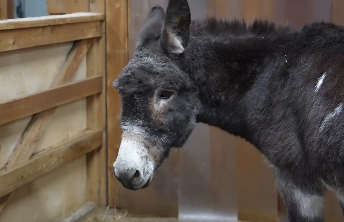 Фото: скриншот видео/https://t.me/Moscowzoo_official/9919