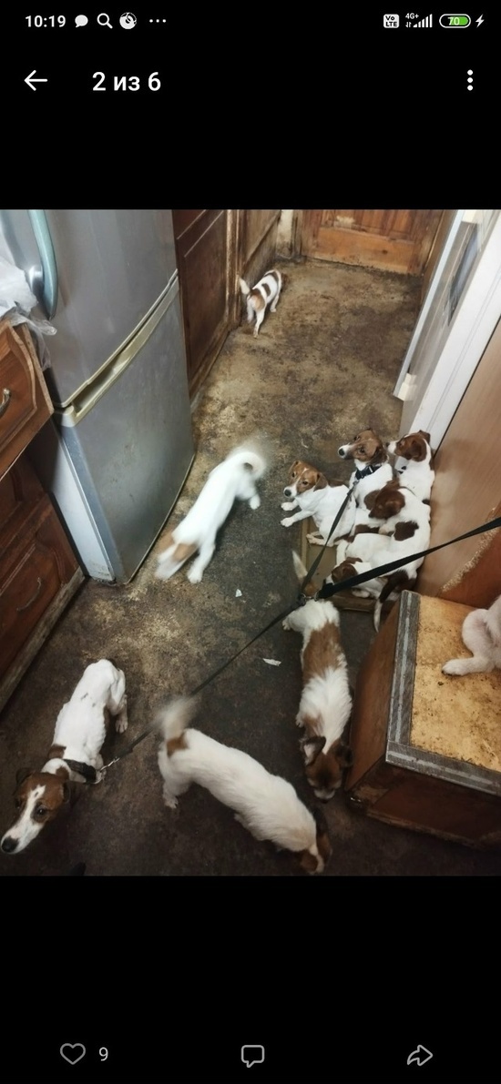     Фото: служба спасения животных «Легион».