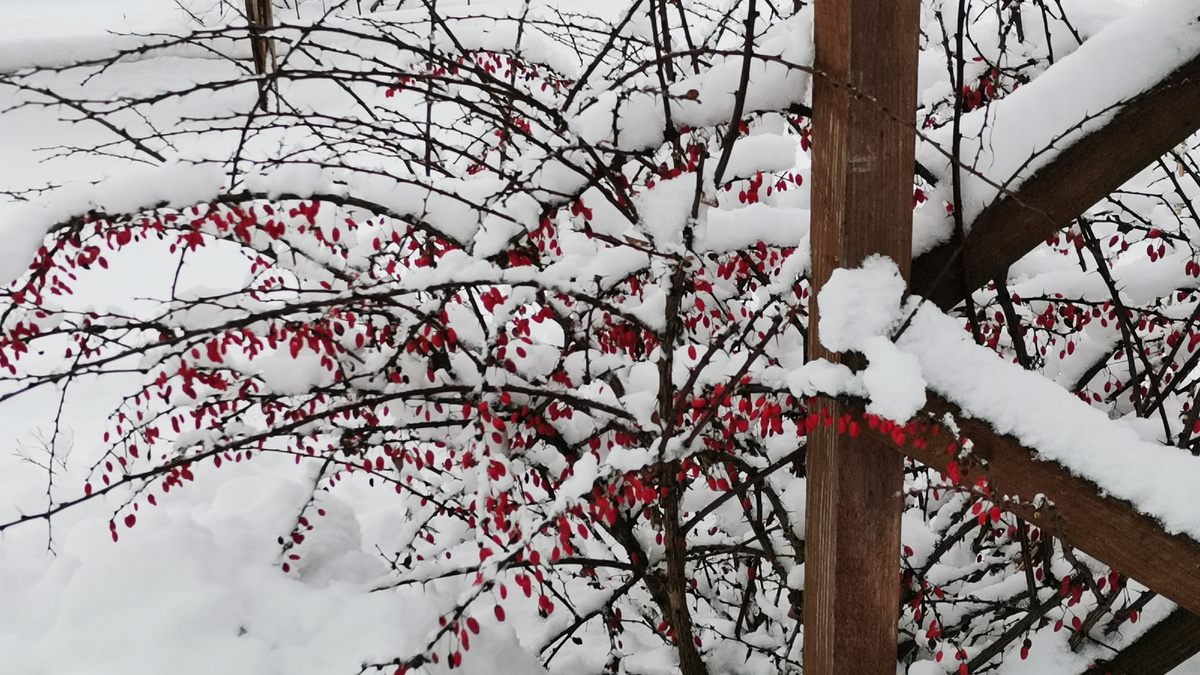 Барбарис в снегу.