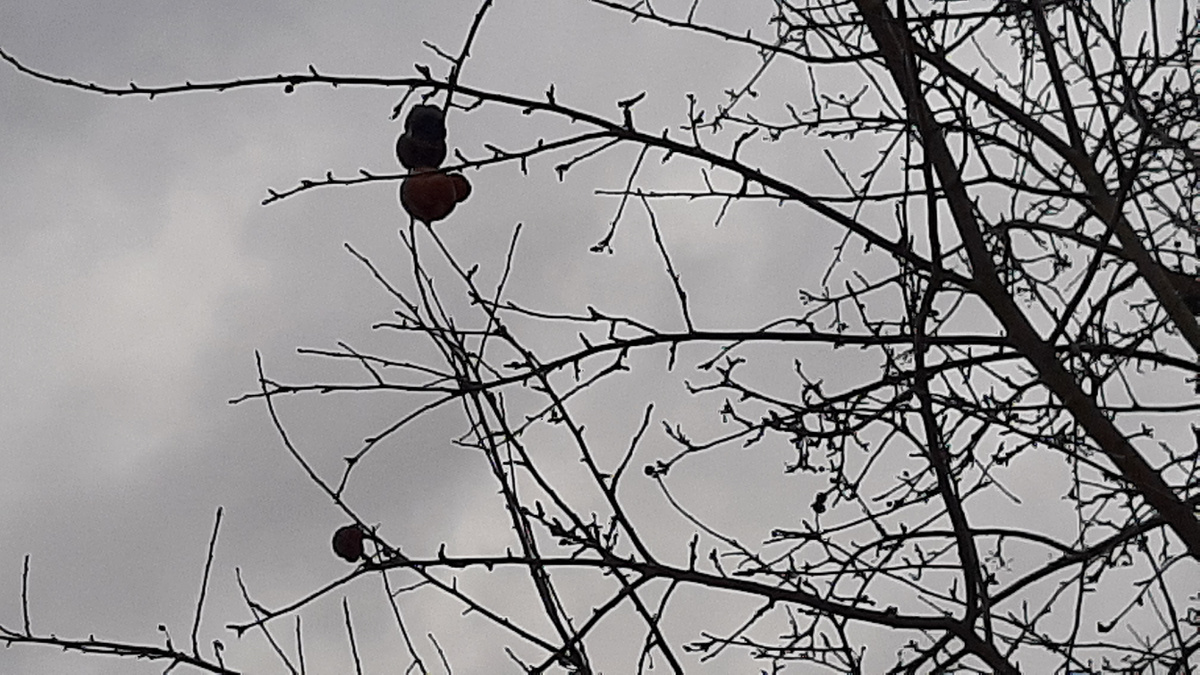 Мумифицированные плоды желательно удалить.