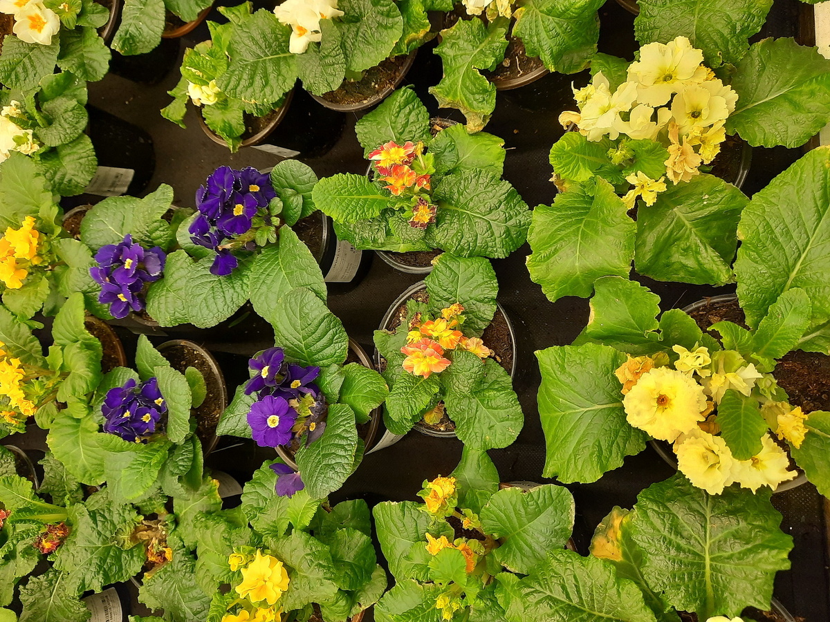 Все фотографии в статье мои