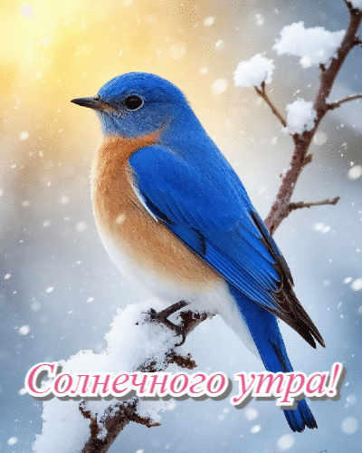 Солнечного утра