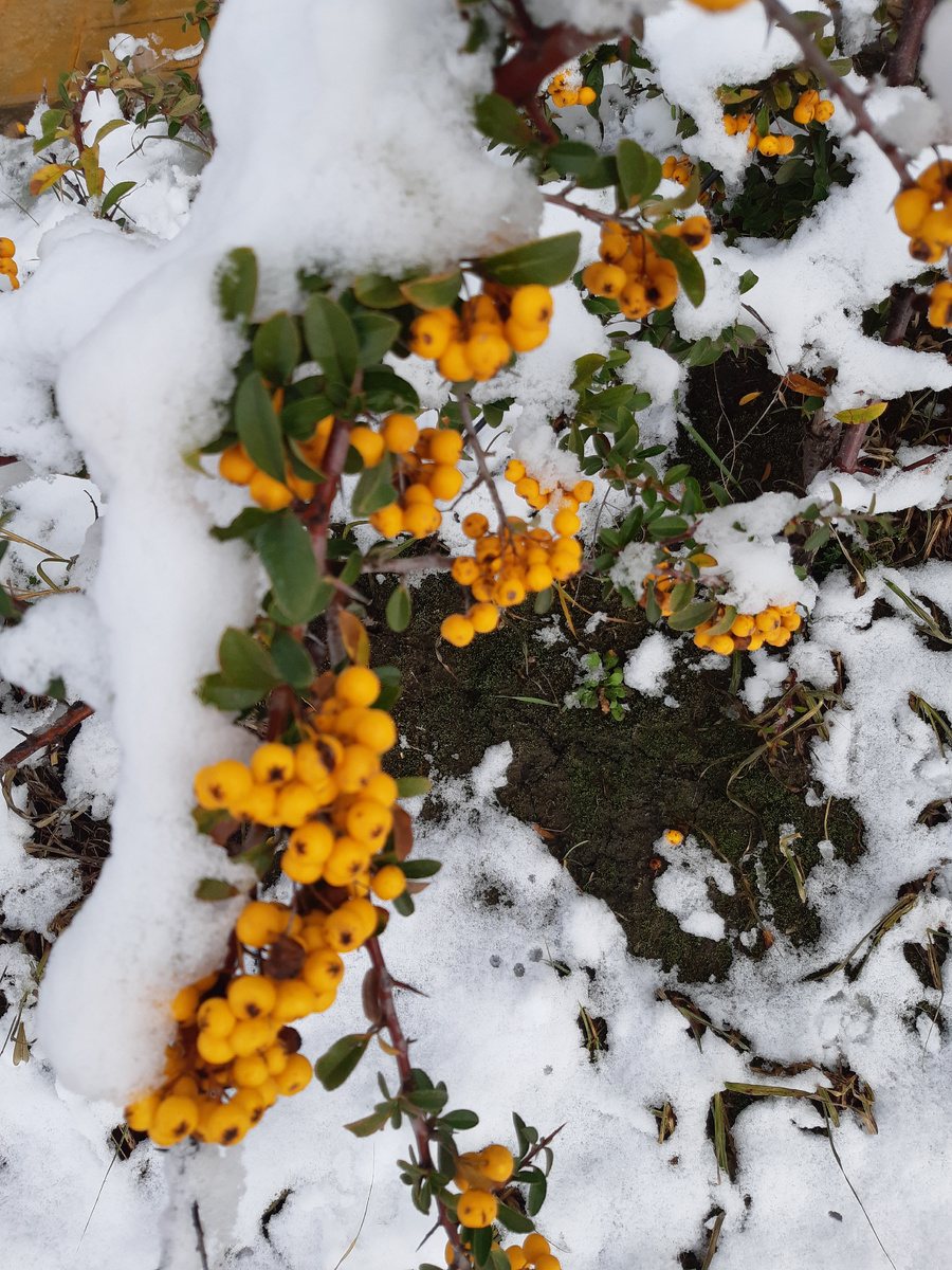 Ягоды на снегу