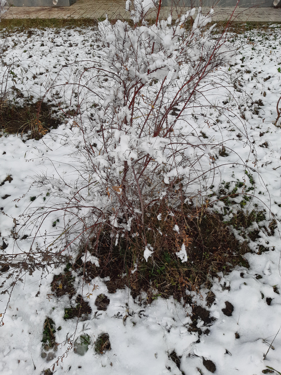 Трава у дома