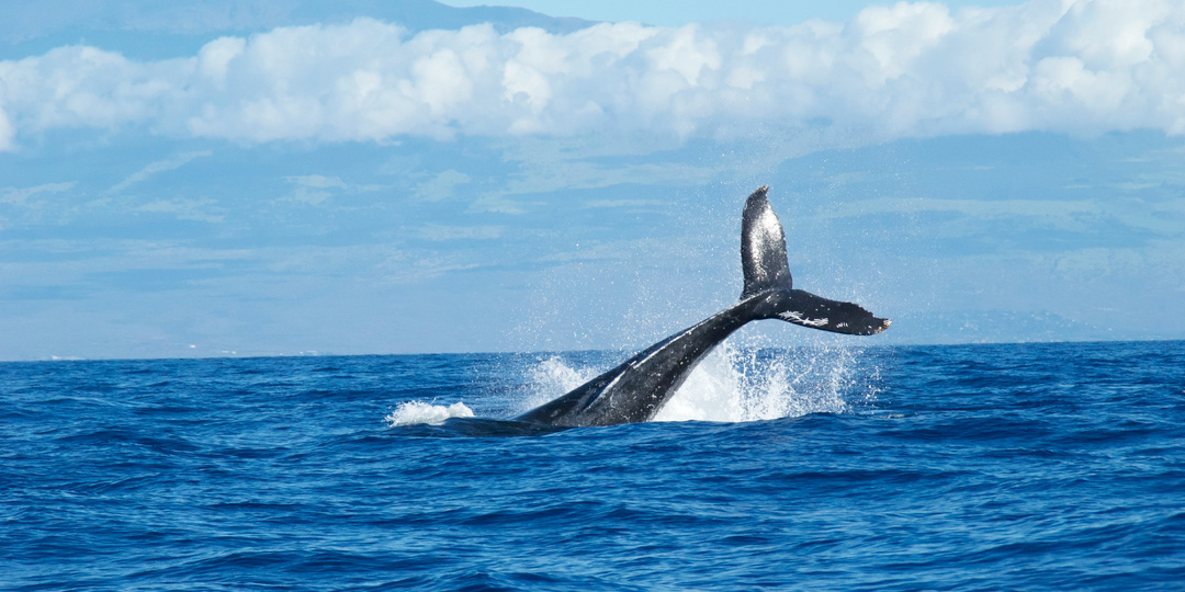 Удивительно, но для того чтобы встретить гигантов океана, вовсе не нужно ехать в Исландию или Канаду