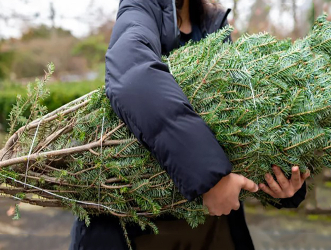купила ёлку