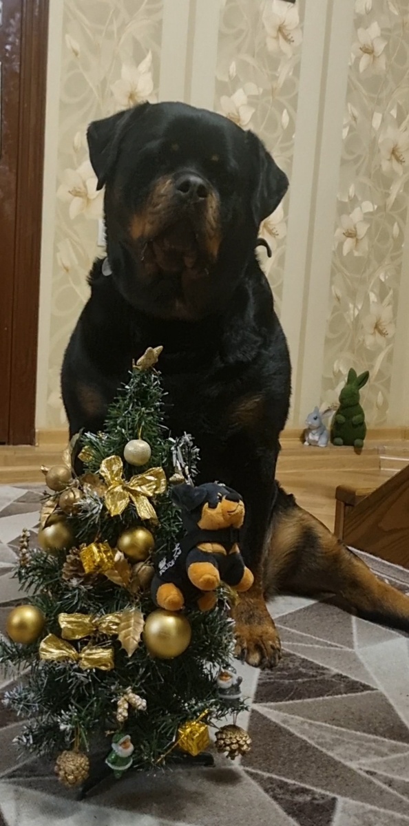 До встречи в Новом году! 🌲