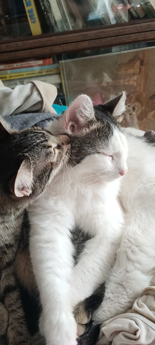 Дай поцелую! Шери и Сильвестр