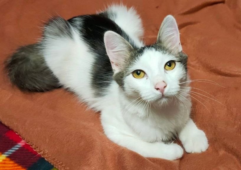 Сильвестр. Сейчас уже крупнее