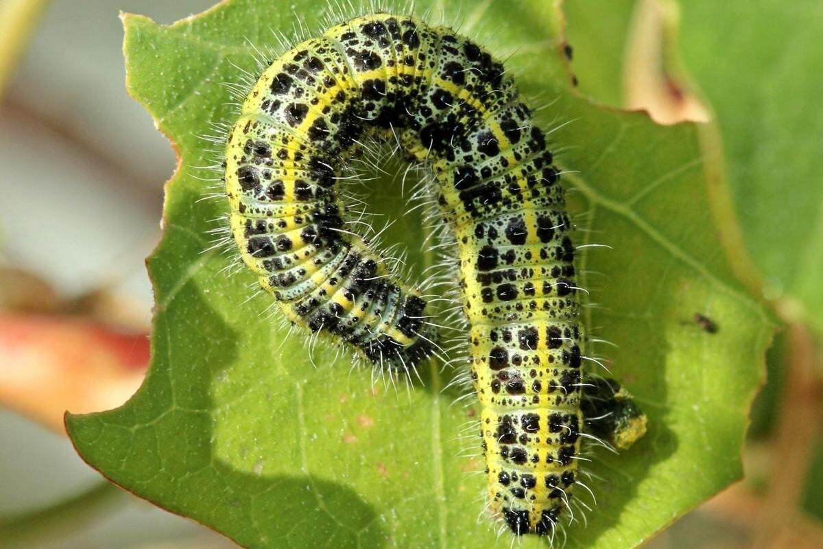 Фотография из интернета