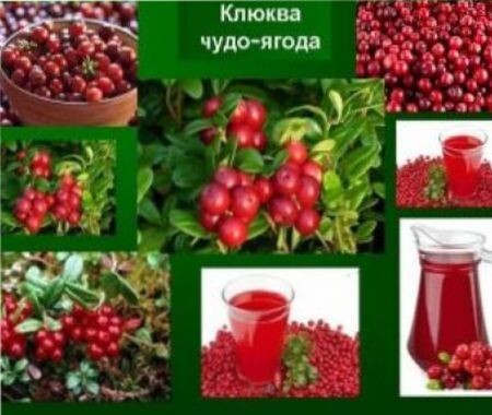 чудо-ягода клюка